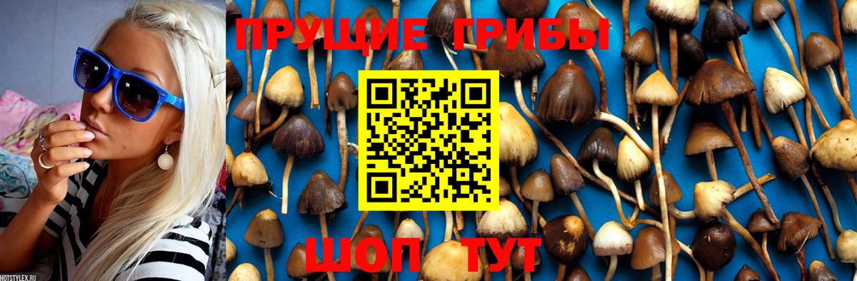 купить закладку  Псилоцибиновые грибы Cubensis  Вход с VPN  Камень-на-Оби 