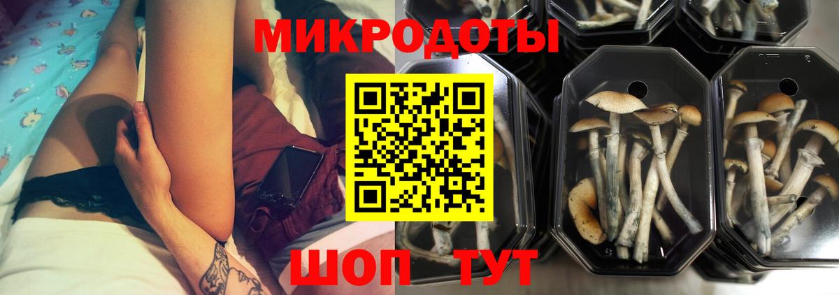 Псилоцибиновые грибы Psilocybe Камень-на-Оби